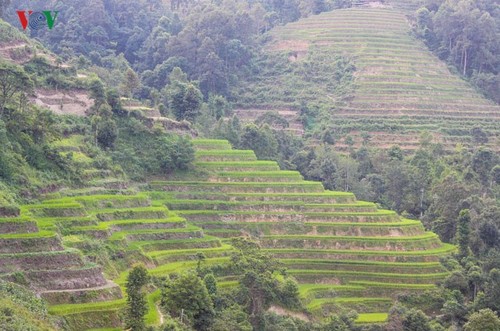 Terraced paddy fields in Tung San Commune - ảnh 8